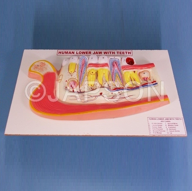 Human Model, Teeth Human Model, Teeth